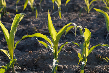 A field of young corn plants that have just sprouted from the field in early summer