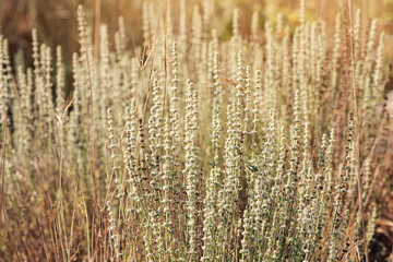 Fototapeta premium Dry wild grass close-up at sunset as background.