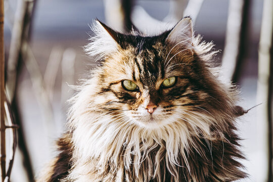 Portrait d'un jeune chat tigr&eacute; aux poils longs dehors