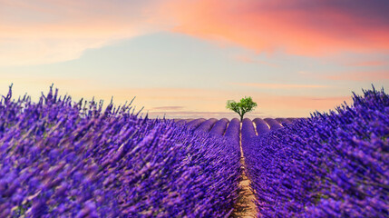 Lavender fields with tree in Provence at sunset. Valensole, Provence, France. Summer nature background. Blooming lavender flowers