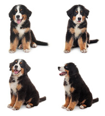 Collage with photos of cute dog on white background - obrazy, fototapety, plakaty