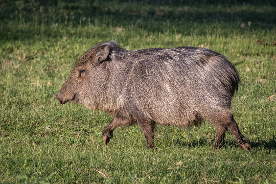 Javelina, Pecari tajacu