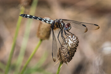 Checkered Setwing, Dythemis fugax