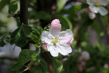 Flower on a cherry tree close-up. Good quality