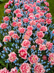 Many beautiful tulip and muscari flowers growing outdoors, above view. Spring season