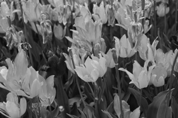 Black And White Tulips is a photograph	