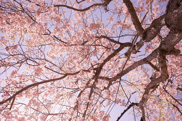 Obraz premium 日本 福島県 天鏡台 昭和の森公園 桜の花 