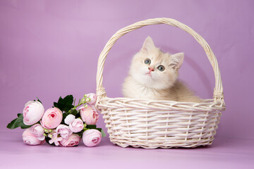 Fototapeta na wymiar cute, funny little kitten in a basket with flowers on a purple background