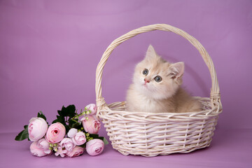 Fototapeta na wymiar cute, funny little kitten in a basket with flowers on a purple background