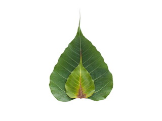 Two leaves of bodhi are stacked.green leaves isolated on white background.