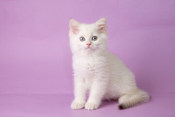 Fototapeta na wymiar cute, funny little kitten on a purple background