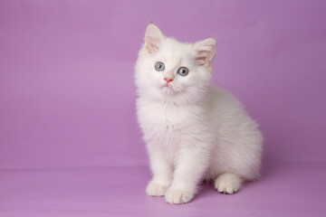 Fototapeta na wymiar cute, funny little kitten on a purple background