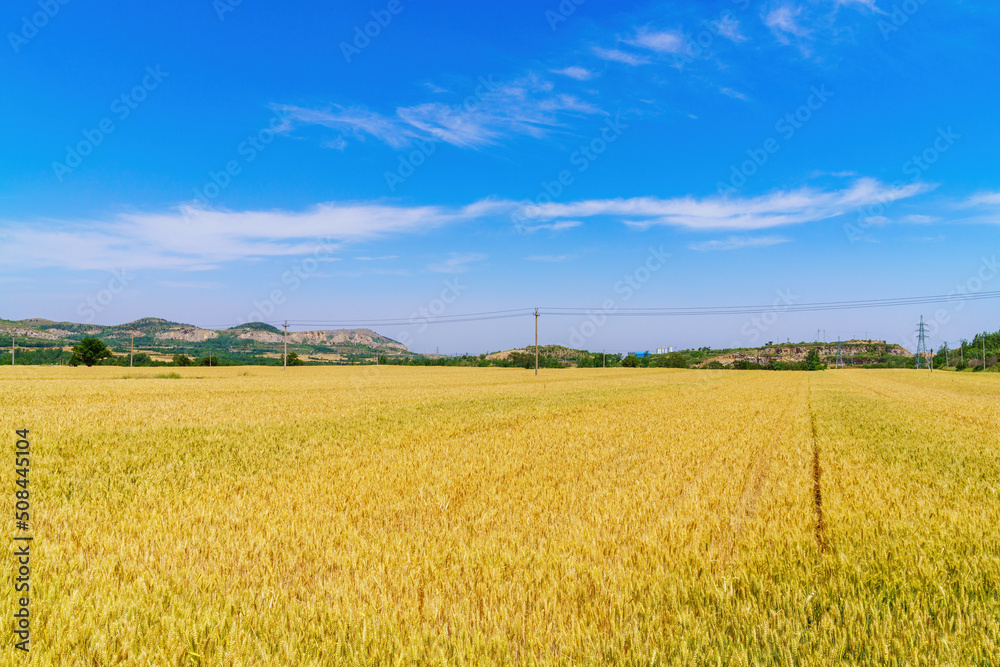 Poster golden wheat wheat is ripe in summer