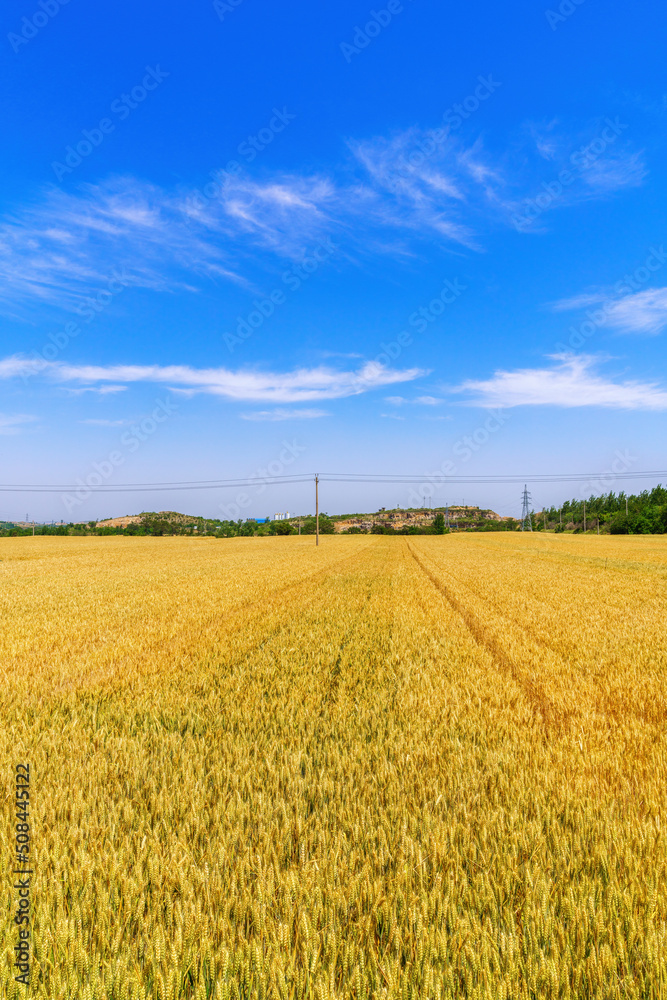 Poster golden wheat wheat is ripe in summer