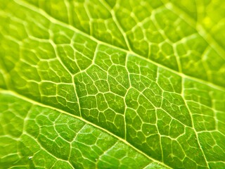 green leaf macro