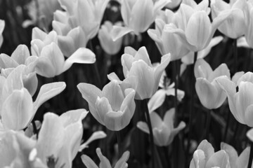 Black And White Tulips is a photograph	