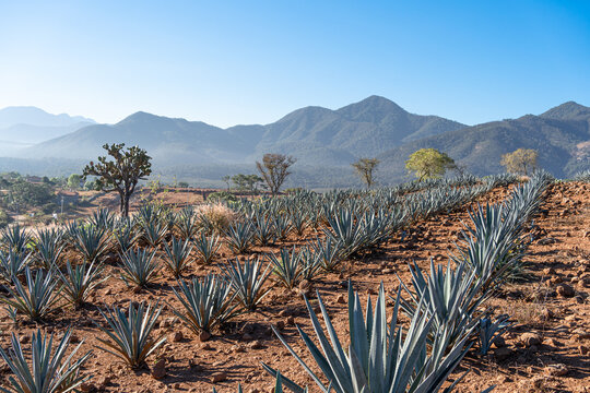 El sol est&aacute; calentando el campo de agaves.