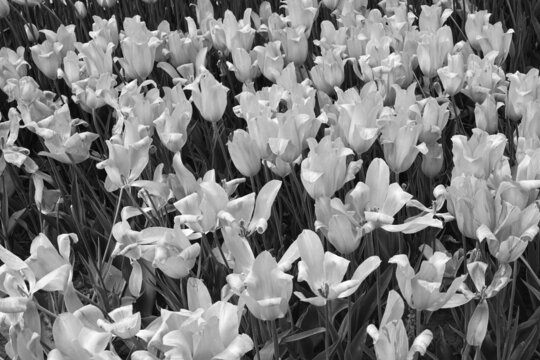 Black And White Tulips is a photograph	