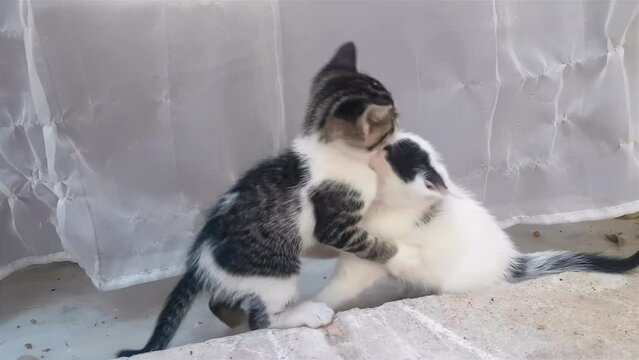 Funny baby cats playing and having fun.
