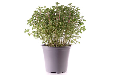 Oregano Herbs in a Flower Pot on white Background