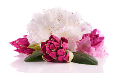 Rhododendron, Azalea, Flowers, Pink and White with Leaves isolated on white Background
