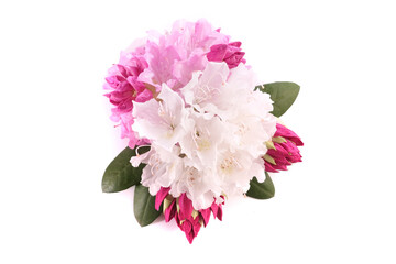 Rhododendron, Azalea, Flowers, Pink and White with Leaves isolated on white Background - Top View