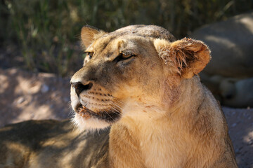 Plakat Lioness in the Kgalagadi, South Africa