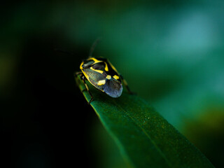 Yellow insect on the plant. Insect on a green background.  Rape bug, cabbage bug, cabbage bug. Warzywnica kapustna. Eurydema oleracea