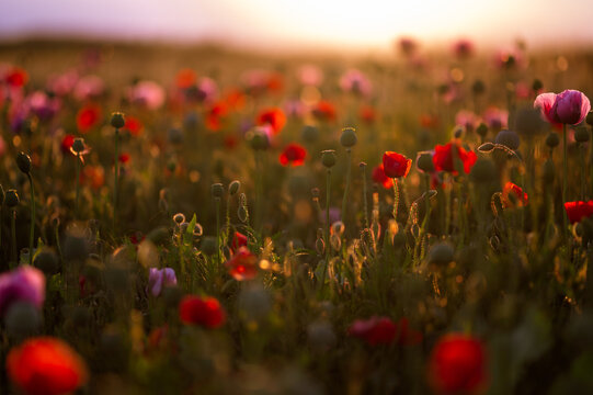 Field Of Red Poppy