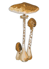 Drawn colored mushrooms of different types on a white background