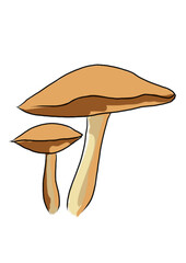Drawn colored mushrooms of different types on a white background