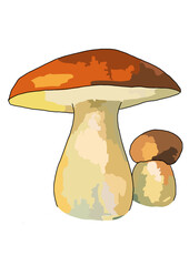 Drawn colored mushrooms of different types on a white background