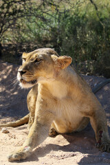 Lioness in the Kgalagadi, South Africa