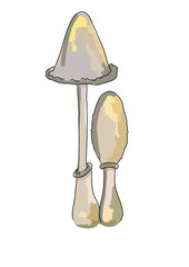 Drawn colored mushrooms of different types on a white background
