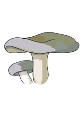 Drawn colored mushrooms of different types on a white background