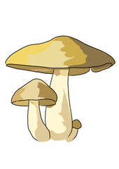 Drawn colored mushrooms of different types on a white background