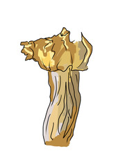 Drawn colored mushrooms of different types on a white background