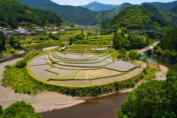 田植え直後のあらぎ島の棚田