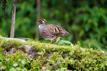 Clear pic of Hill Partridge in a gorgeous pose