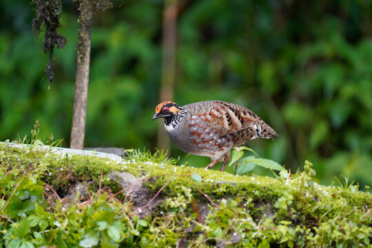 Clear pic of Hill Partridge in a gorgeous pose