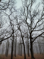 mist between trees