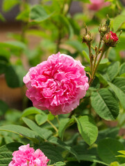 ダマスクローズの農園