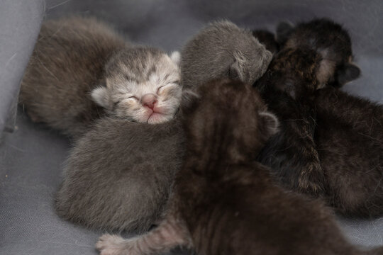 Newborn kittens with closed eyes. Blind kittens on the first day of life