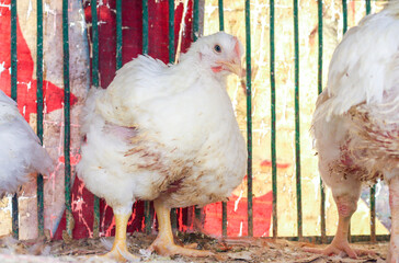 Chickens in a chicken coop in a cage, close-up.
