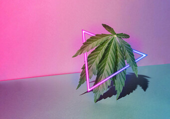 Retro pastel pink background with sunlit marijuana leaf and neon triangle. Blue and purple lights....