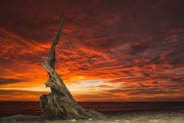 sunset at the beach with dead tree