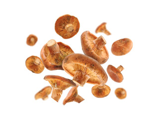 fresh mushrooms flying isolated on white background