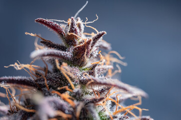 Naklejka na ściany i meble Purple Marijuana Bud Natural