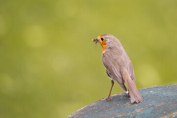 Rotkehlchen (Erithacus rubecula) mit einem Insekt