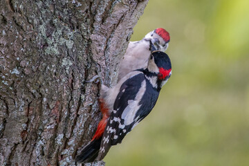 Buntspecht (Dendrocopos major) mit dem Nachwuchs auf einem Baumstamm